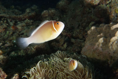 Fish swimming underwater