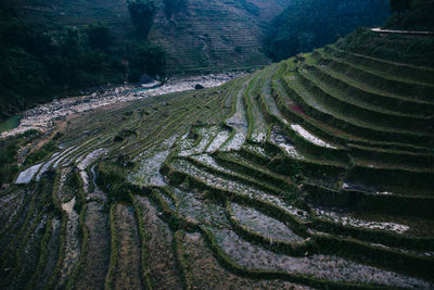 Scenic view of rice paddy against sky