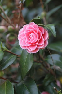 Close-up of pink rose blooming outdoors