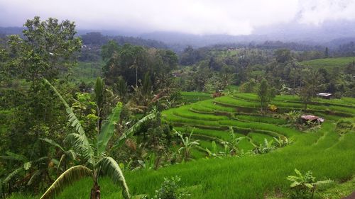 Scenic view of agricultural field