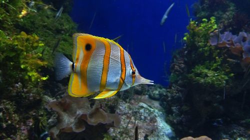 Copperband butterflyfish chelmon rostratus in s.e.a aquarium-resorts world sentosa, singapore. 