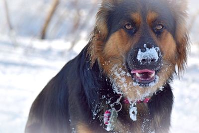Close-up portrait of dog