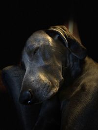 Close-up of a dog resting