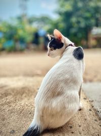 Close-up of dog looking away