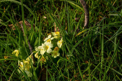 Close-up of yellow flowers growing in field