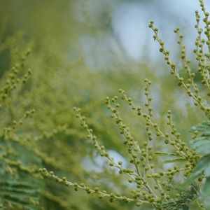 Close-up of flower buds on plant