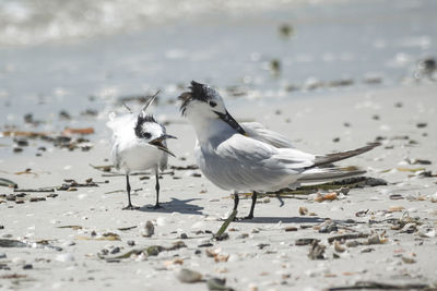 Close-up of seagull on beach