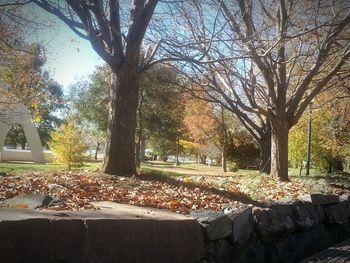 Trees in a park