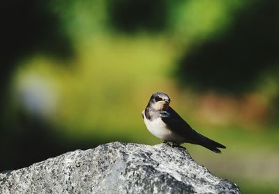 Close-up of bird perching outdoors