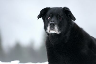 Portrait of black dog on snow
