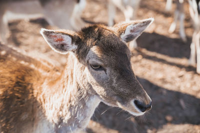 Charming deer face close-up. nature in denmark