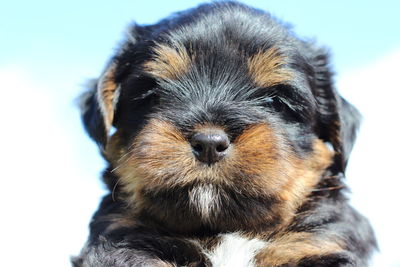 Close-up portrait of dog