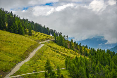 Scenic view of pine trees against sky