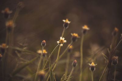 Close-up of flowering plants on field