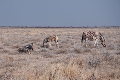 Mother zebra with two fouls, one laying on the ground. grasslands of etosha national park in namibia