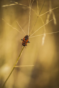 Close-up of insect on dry plant