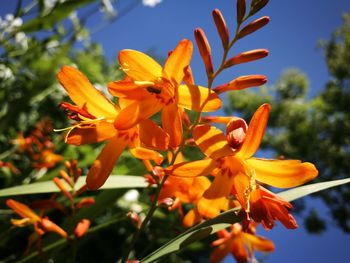 Close-up of orange flowers