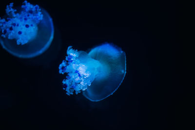 Close-up of jellyfish against blue background