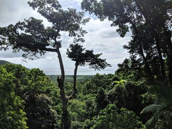 Trees in forest against sky