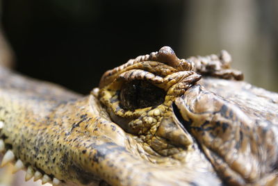 Close-up of crocodile