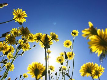 Low angle view of yellow flowers blooming against sky