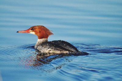 Side view of a duck swimming in lake