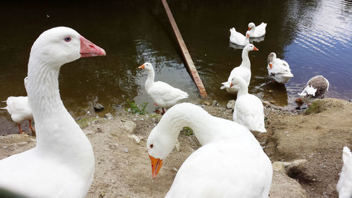 Gees on water's edge