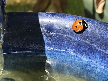 Close-up of ladybug on blue water
