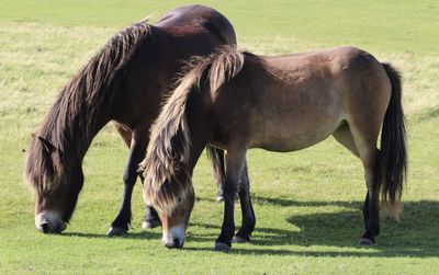 Horse standing on field