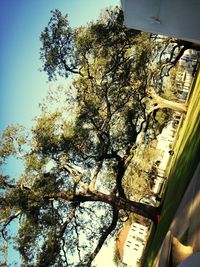 tree