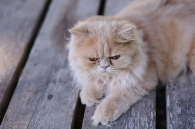 High angle view of cat looking away