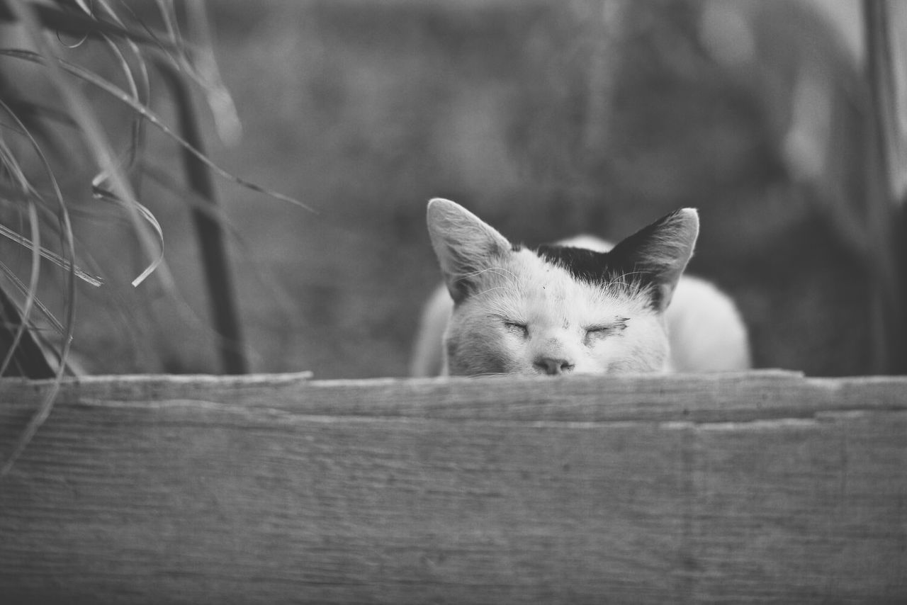 animal themes, one animal, mammal, domestic animals, focus on foreground, domestic cat, cat, feline, pets, close-up, wildlife, animals in the wild, selective focus, whisker, day, wood - material, outdoors, no people, nature, animal head