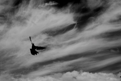 Low angle view of bird flying in sky