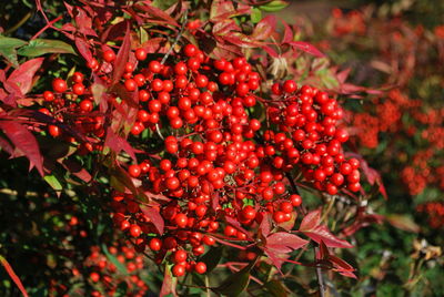 Close-up of red berries on tree