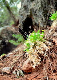 Close-up of insect on rock