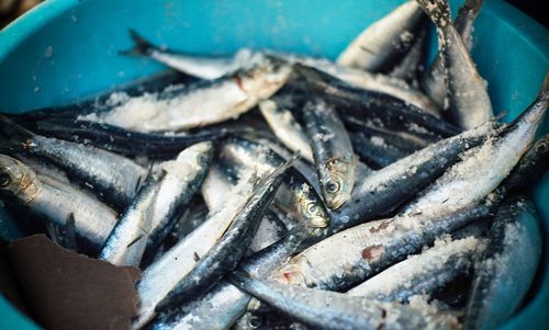 Close-up of fish in bowl