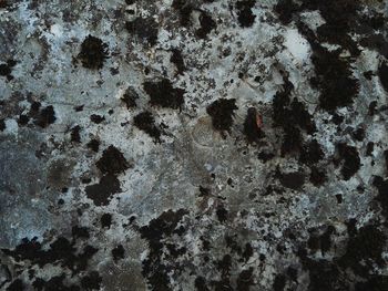 Close-up of starfish on sea