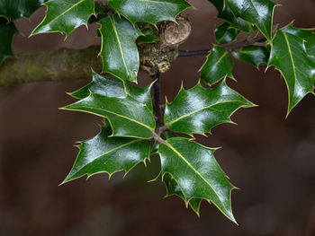 Close-up of plant growing on field