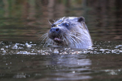 Close-up of otter swimming in sea