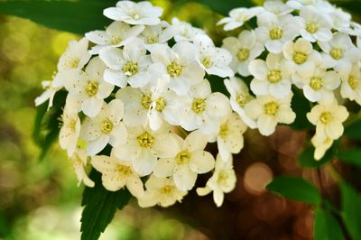 Close-up of white flowers