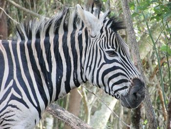 Close-up of zebra against trees