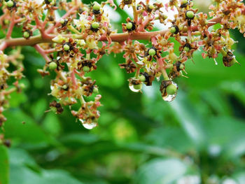 Close-up of flowers growing on tree