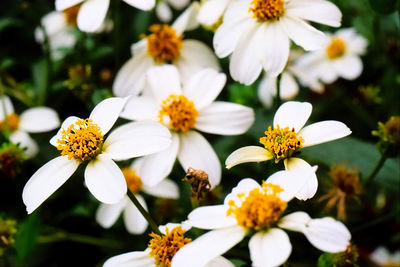 Close-up of white flowering plants