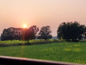 Trees on field against sky during sunset