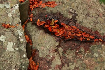 Close-up of autumn leaves