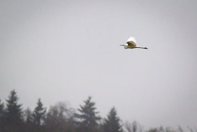 Low angle view of seagull flying in sky