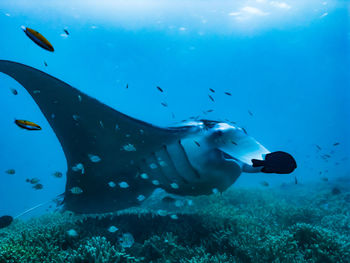 Low section of man swimming in sea