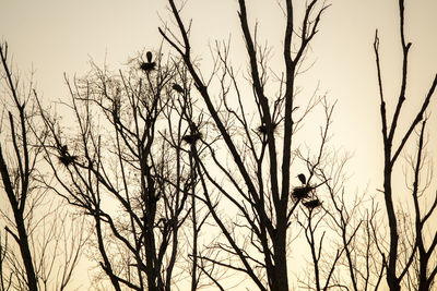 Low angle view of silhouette trees against sky