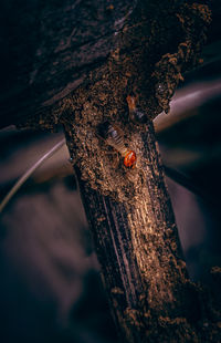 Close-up of insect on tree trunk