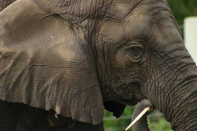 Close-up of elephant